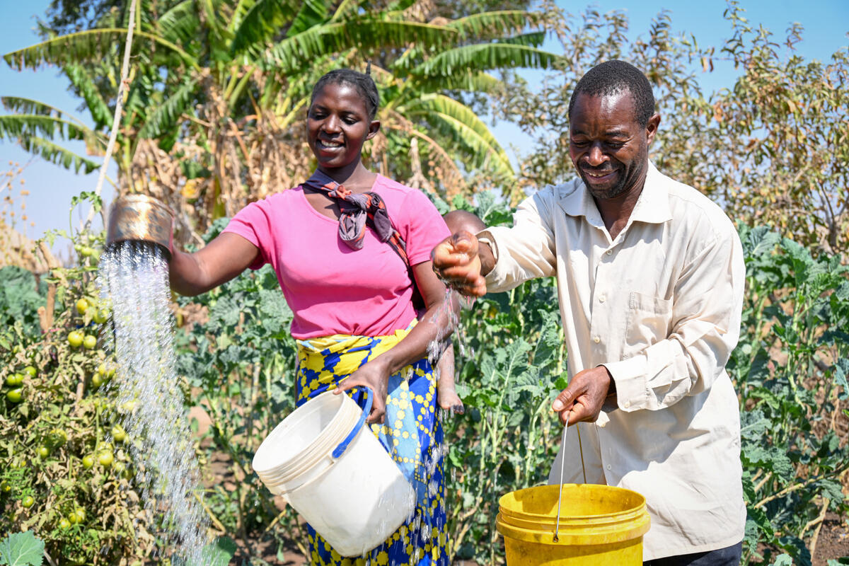 A couple growing fresh vegetables in their garden used for income